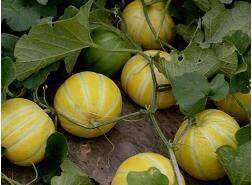 蔬菜種子種植戶客戶點(diǎn)評(píng)-金帝薄皮甜瓜，果形漂亮