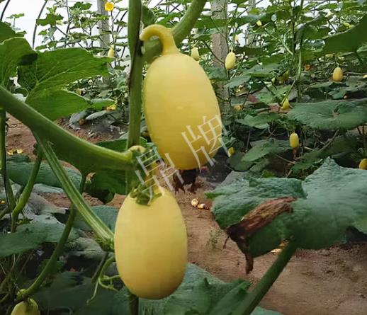 蔬菜種子種植戶客戶點(diǎn)評-上市了，14元/公斤。河南客戶發(fā)來…