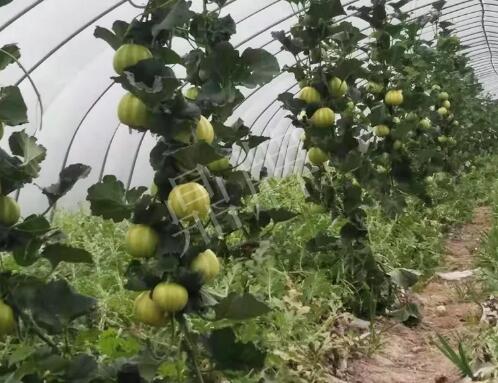 蔬菜種子種植戶客戶點(diǎn)評-我的乖乖，一株坐果15個，6元1斤，好賣得很！