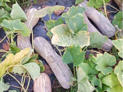 蔬菜種子種植戶客戶點評-了解它，就能種好它，獲得更高收入?。。?></a></div>
          <div   id=