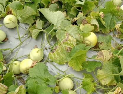 蔬菜種子種植戶客戶點(diǎn)評-低溫寡照的天氣，它仍然優(yōu)秀！