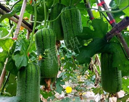 蔬菜種子種植戶客戶點評-這個新品種，讓我“頭痛”…