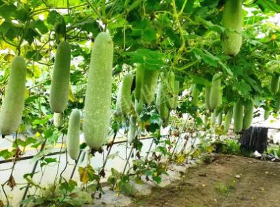 蔬菜種子種植戶客戶點(diǎn)評-我種的冬瓜，肉緊味甜，按個賣！