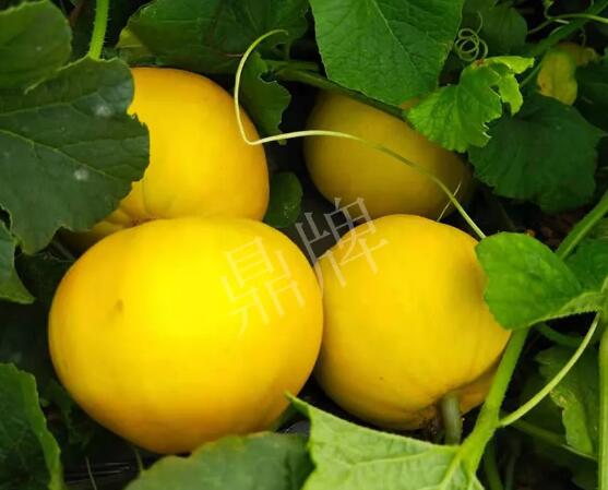 蔬菜種子種植戶客戶點評-純賺50萬，我這個“張大膽”榮光了一把！