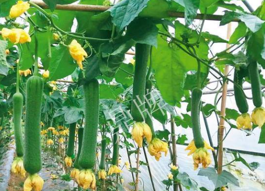 蔬菜種子栽培技術(shù)-<b>主要病蟲害的識別與防治</b>