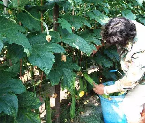 優(yōu)秀絲瓜作品展播，請為菜農(nóng)劉健平夫婦點贊