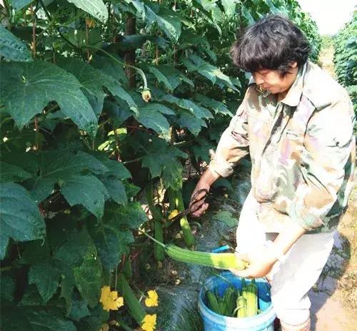 優(yōu)秀絲瓜作品展播，請為菜農(nóng)劉健平夫婦點贊