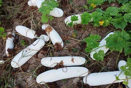 您種植過“堆堆瓜”嗎？看一看，地上全是瓜！一睹芳容