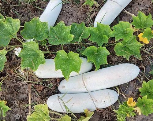 您種植過“堆堆瓜”嗎？看一看，地上全是瓜！一睹芳容