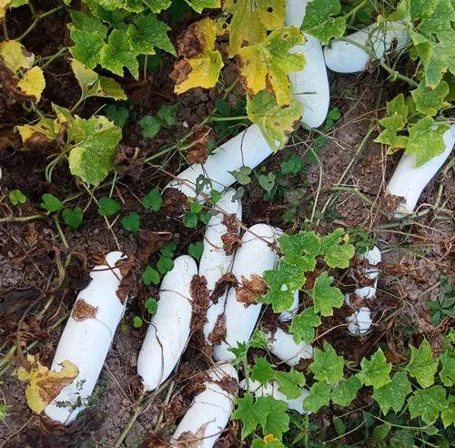 您種植過“堆堆瓜”嗎？看一看，地上全是瓜！一睹芳容