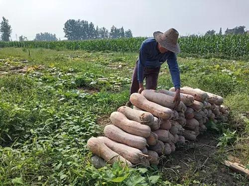 種南瓜竟然種出“麻煩”了，瓜販搶購(gòu)，電視臺(tái)記者也趕來了