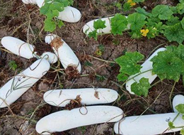 蔬菜種子種植戶客戶點(diǎn)評(píng)-您種植過“堆堆瓜”嗎？看一看，地上全是瓜！一睹芳容！