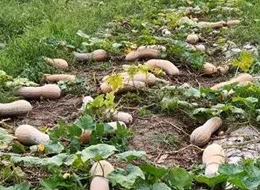 蔬菜種子種植戶客戶點(diǎn)評(píng)-周小為種植的健美蜜本又被報(bào)銷了，連電視臺(tái)記者也趕來了！