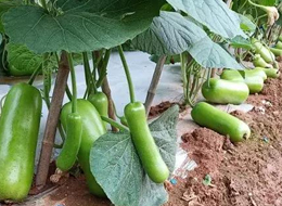 蔬菜種子種植戶客戶點(diǎn)評-浙江菜農(nóng)種植的鼎牌瓠瓜喜獲豐收，又賣上了好價錢!