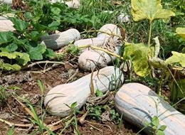 蔬菜種子種植戶客戶點(diǎn)評-一袋種子100粒，輕松賺回3000元...