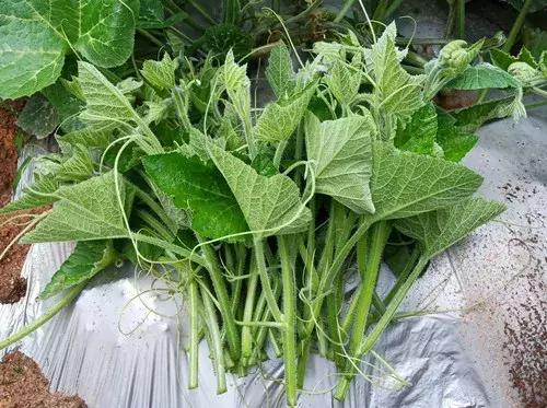 菜農(nóng)種植無(wú)需噴農(nóng)藥的蔬菜，不僅栽培簡(jiǎn)單、而且效益高