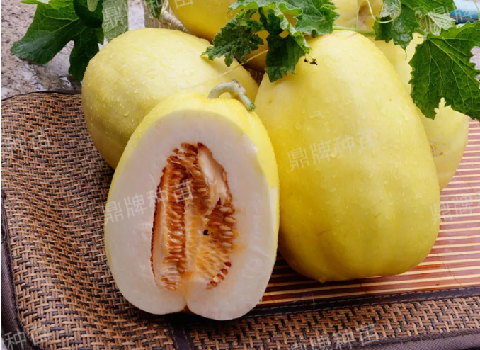 雇工難、成本高，想種甜瓜怎么辦？