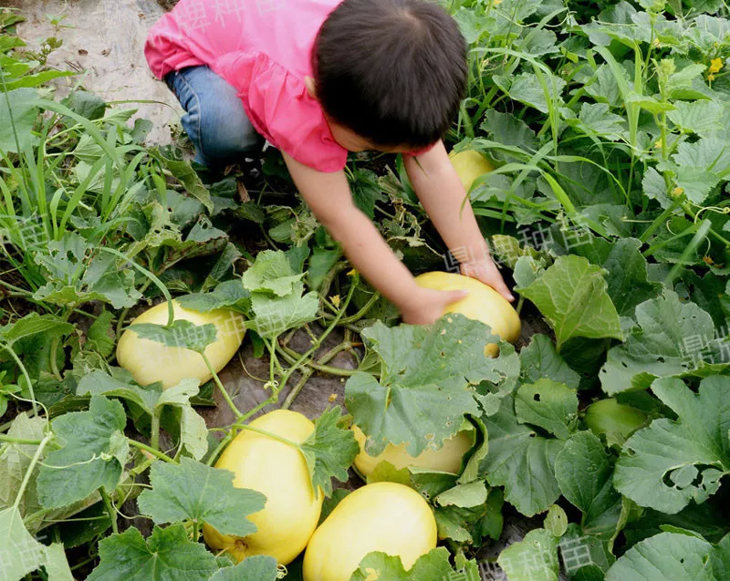 雇工難、成本高，想種甜瓜怎么辦？