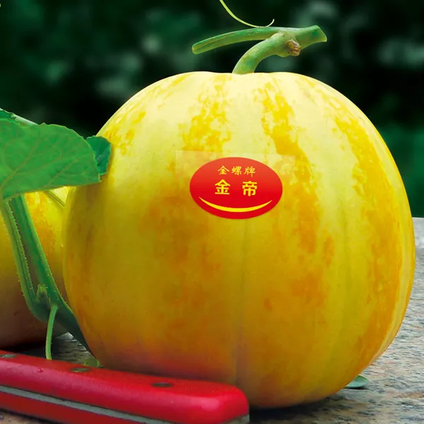 薄皮甜瓜，哪個品種最好呢？畝產(chǎn)高達10萬，附4種市場爆款品種