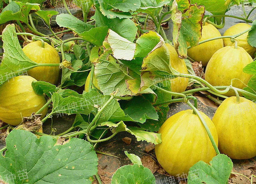 高溫季節(jié)種植甜瓜，什么品種最好？這個品種是秋季上市的專用品種