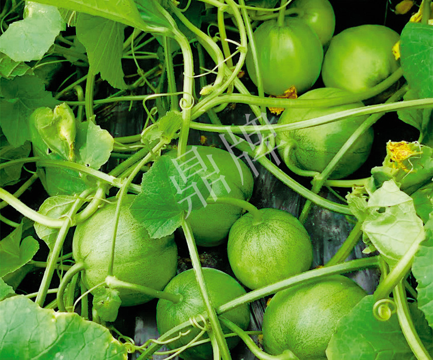 7元一斤還遭瘋搶，畝收益超2萬元！到底什么甜瓜能這么牛？