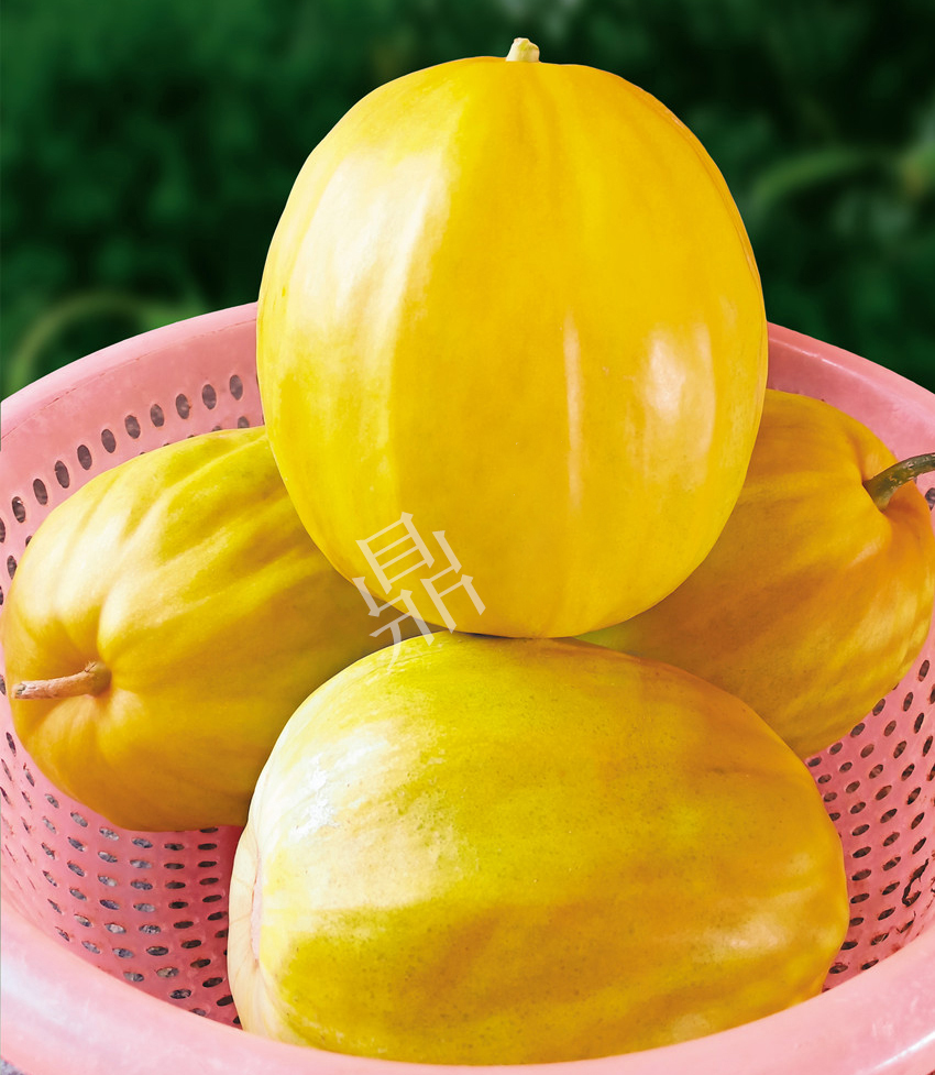 優(yōu)質(zhì)甜瓜新品種！畝產(chǎn)最高可達(dá)7000斤！還沒有畸形瓜