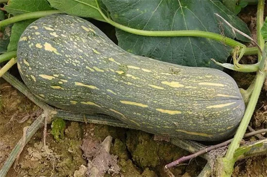 知道最甜最面的南瓜品種嗎？盤點十種有營養(yǎng)的甜面南瓜...