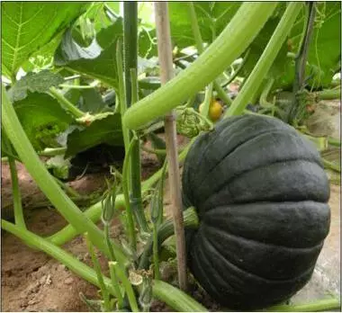 知道最甜最面的南瓜品種嗎？盤點十種有營養(yǎng)的甜面南瓜...