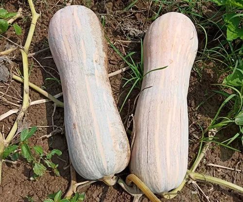 生吃都好吃南瓜新品種，沒有大肚子，肉質(zhì)更密致，農(nóng)戶試種下