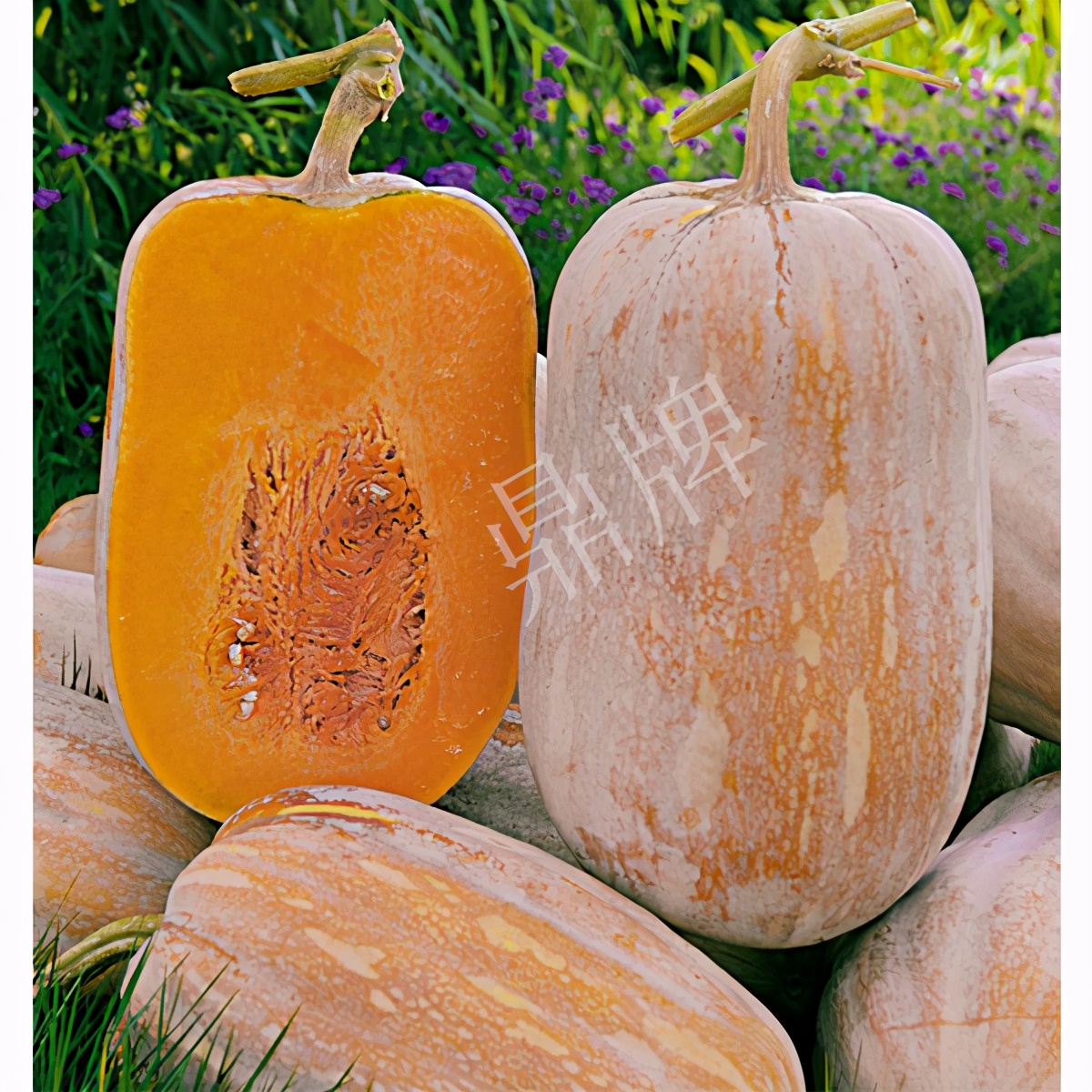 2020年，市面上的南瓜品種哪個(gè)口感最好、最甜、最值得種植？