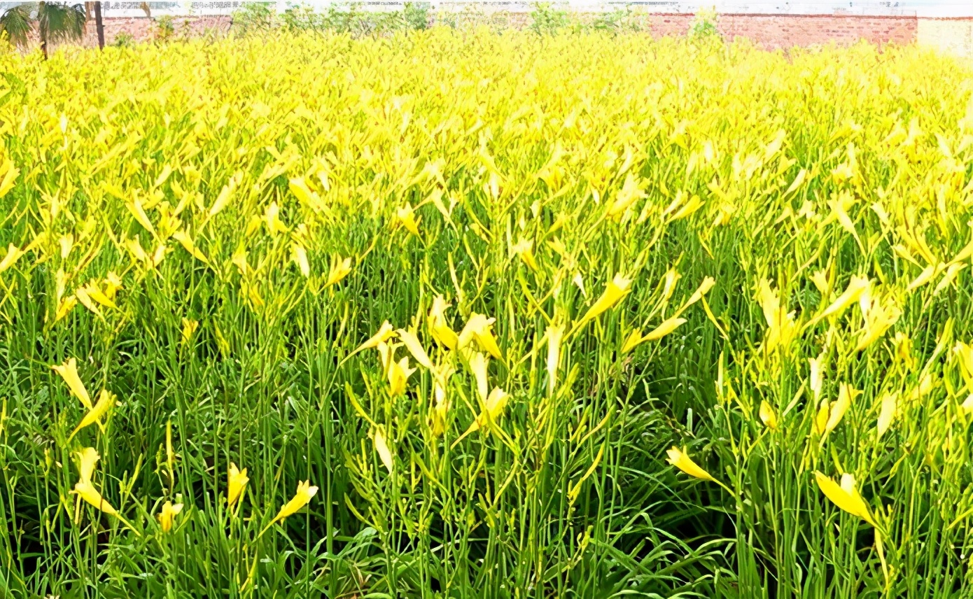 一斤接近20塊，原來它才是最火的國民蔬菜！全國都適種