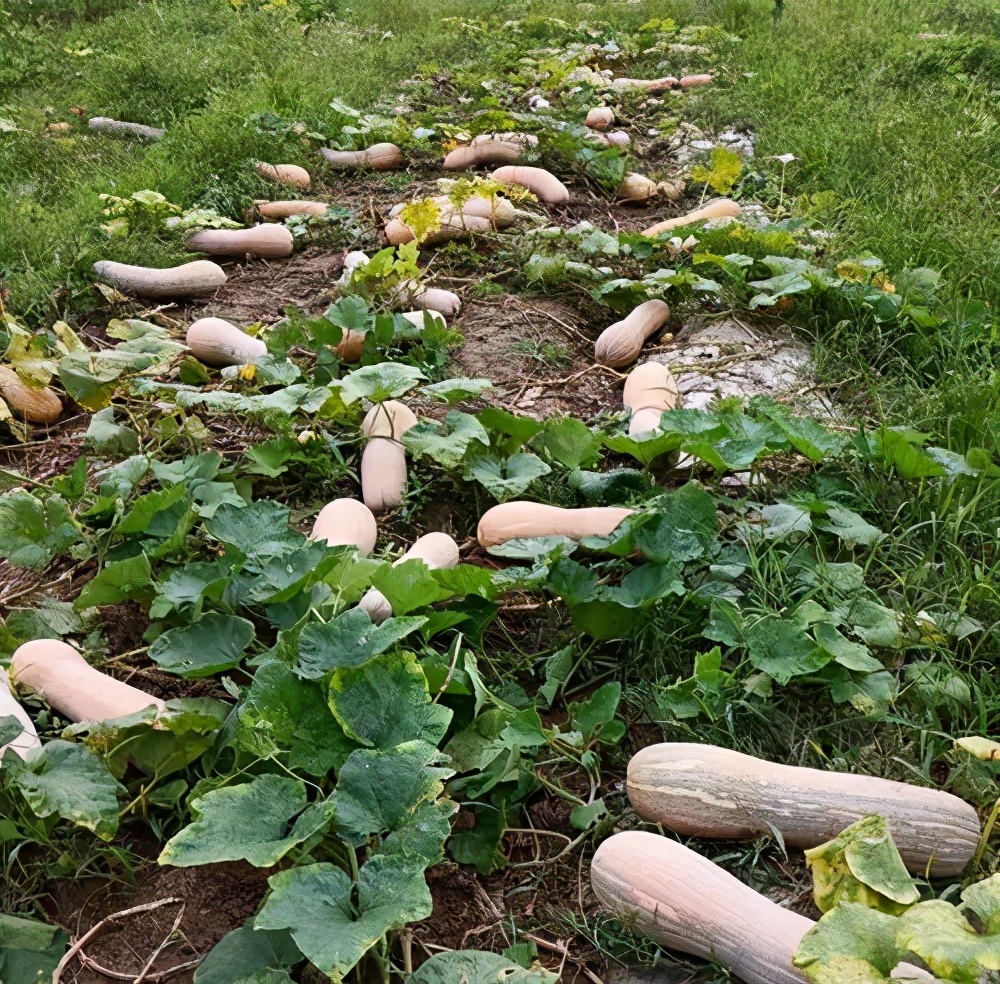 一位轉業(yè)后的特種兵，辦農(nóng)場種瓜菜，靠1個優(yōu)點，年賺200萬