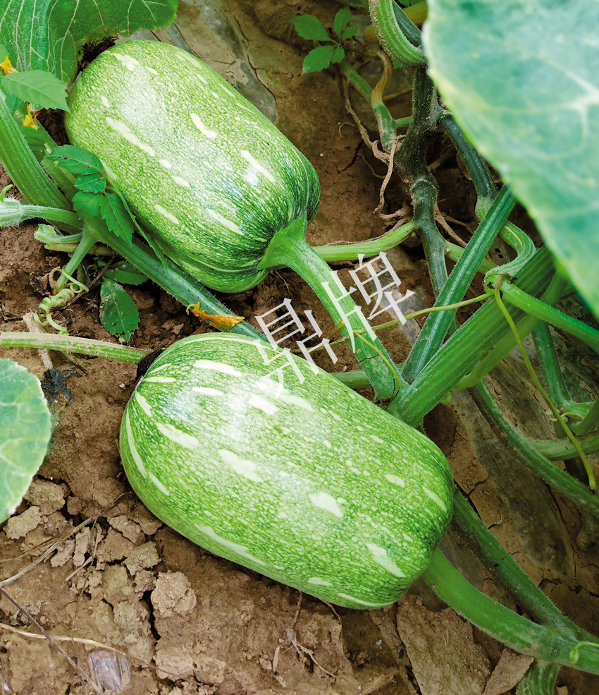 畝產6000公斤的南瓜上市，20年科研他就為打造1個爆款品種