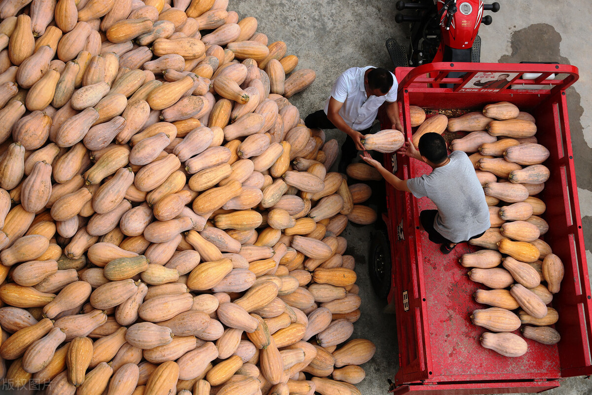 畝產6000公斤的南瓜上市，20年科研他就為打造1個爆款品種