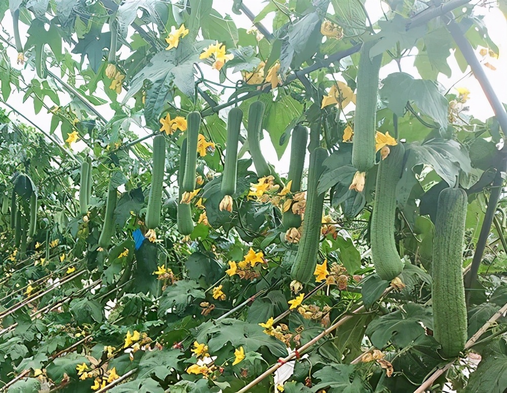 這個絲瓜畝產可達8000公斤，菜農2021年致富的絲瓜品種