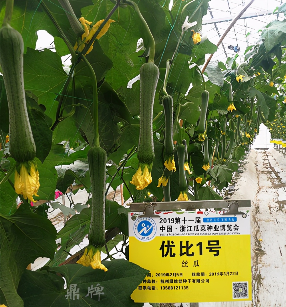 這個絲瓜畝產可達8000公斤，菜農2021年致富的絲瓜品種