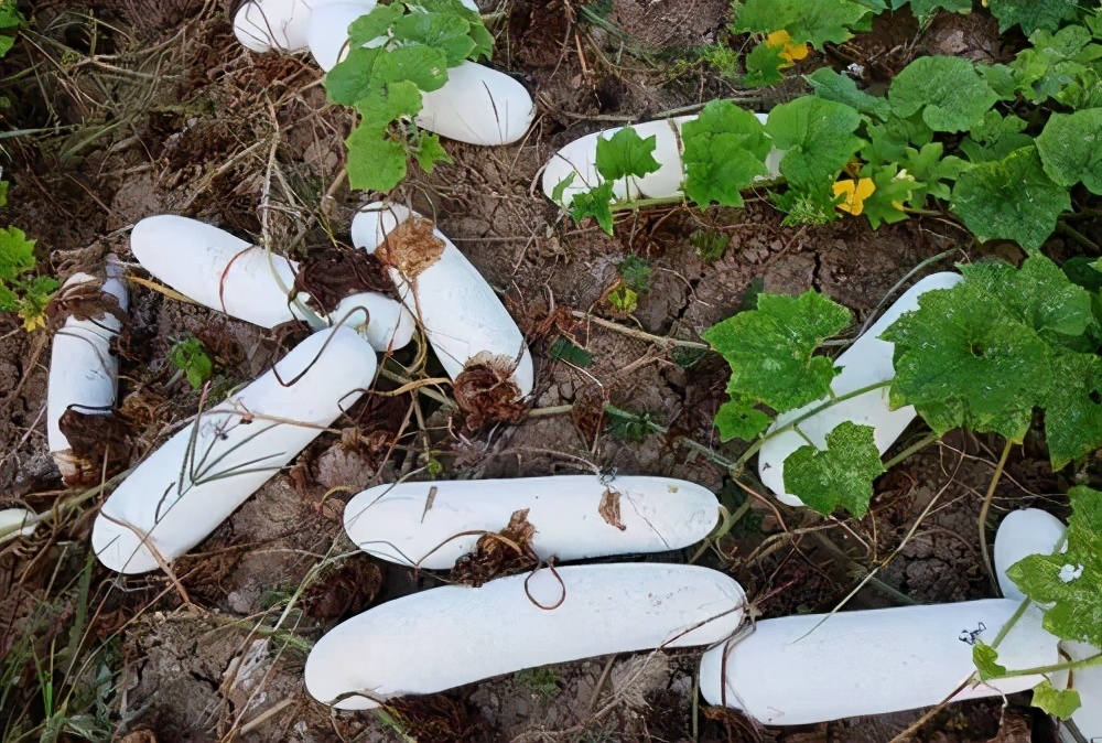 這個冬瓜品種放1年不壞，口感脆甜，多年科研就為打造這1個爆品