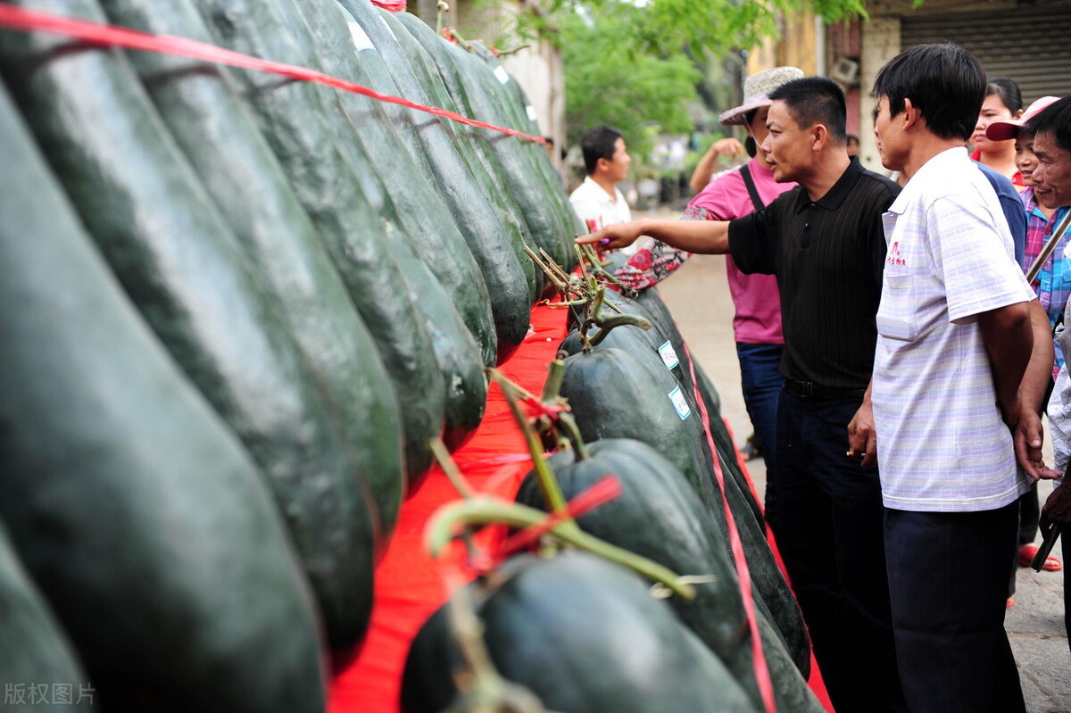 這個冬瓜品種放1年不壞，口感脆甜，多年科研就為打造這1個爆品