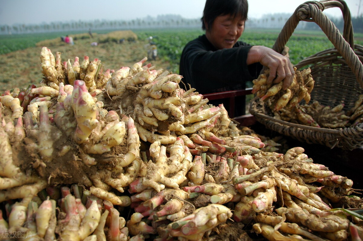 時隔三年，向錢蔥、姜你軍又來了，心動了嗎？來年你會換品種嗎？