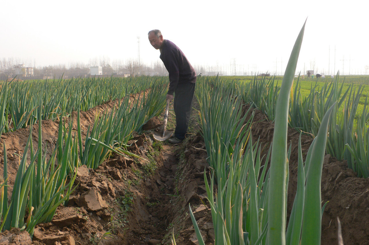 時隔三年，向錢蔥、姜你軍又來了，心動了嗎？來年你會換品種嗎？