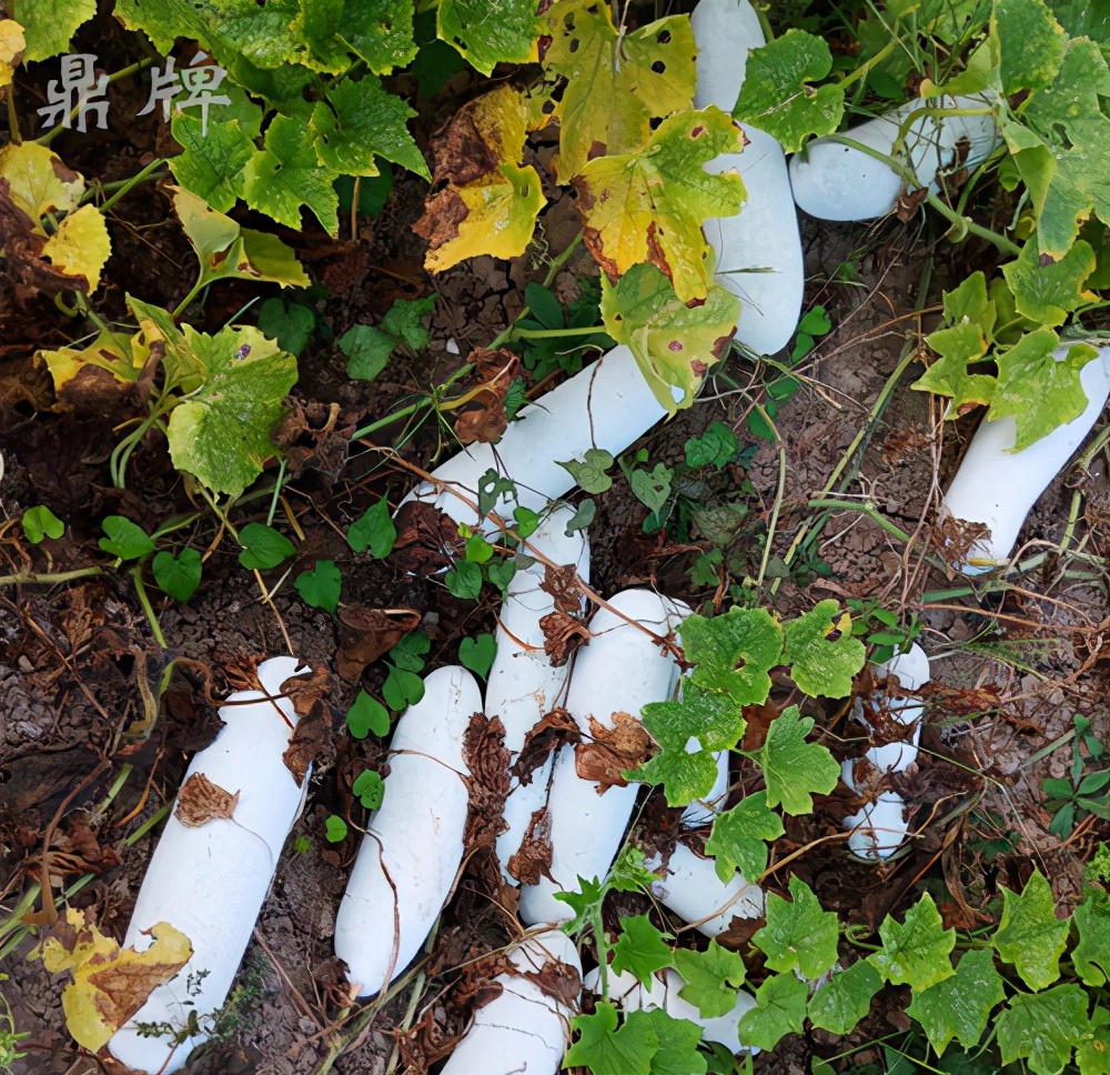 畝產(chǎn)值可達(dá)3萬元的冬瓜終上市，21年科研沉淀成就它