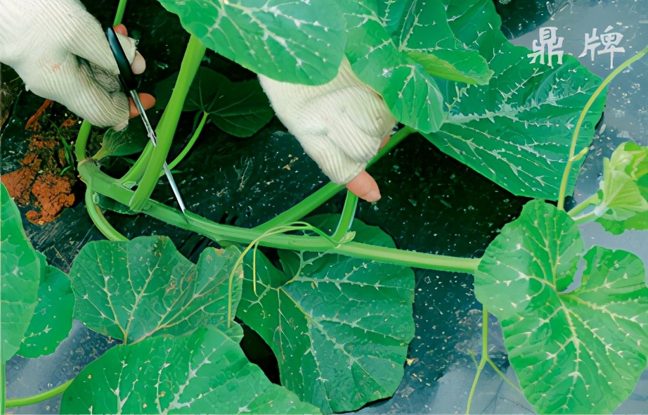 種這種綠葉菜，栽培輕松，畝產(chǎn)值過萬元，菜農(nóng)表示很劃算