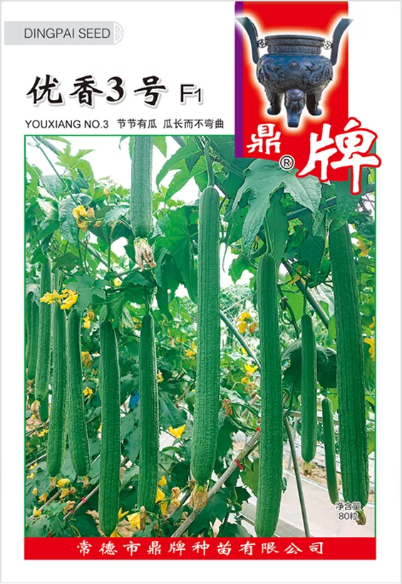 它是絲瓜種植戶的新選擇，節(jié)節(jié)有瓜，瓜長而不彎曲