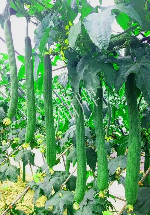 它是絲瓜種植戶的新選擇，節(jié)節(jié)有瓜，瓜長而不彎曲