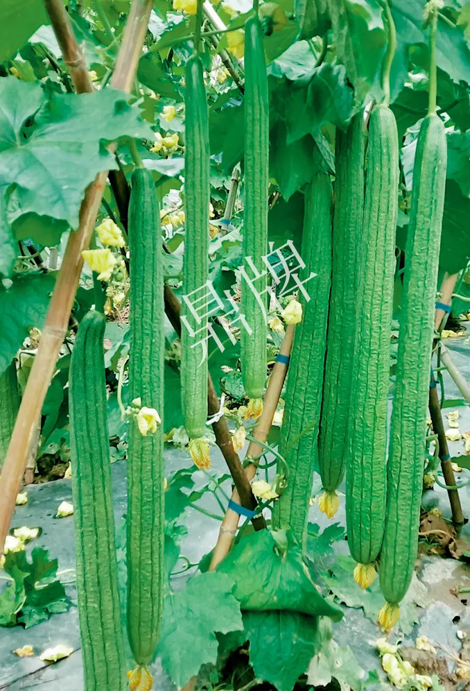 它是絲瓜種植戶的新選擇，節(jié)節(jié)有瓜，瓜長而不彎曲