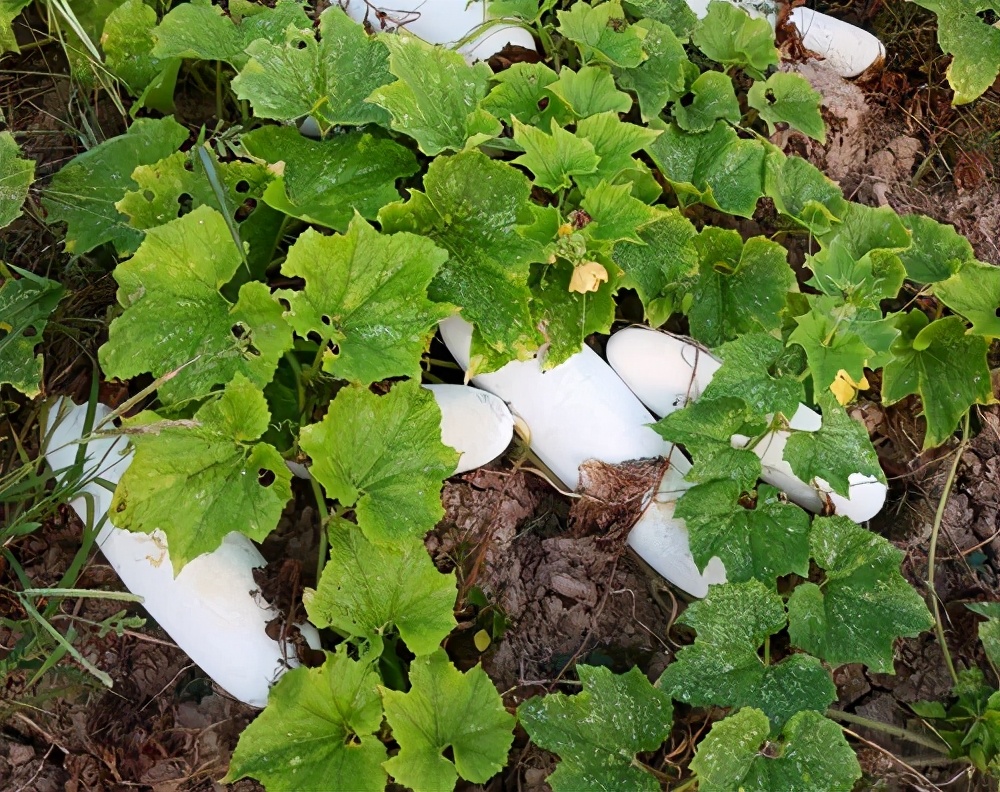 這個(gè)品種太優(yōu)秀了！耐儲(chǔ)耐運(yùn)，適合大面積種植，菜農(nóng)瓜販都喜歡