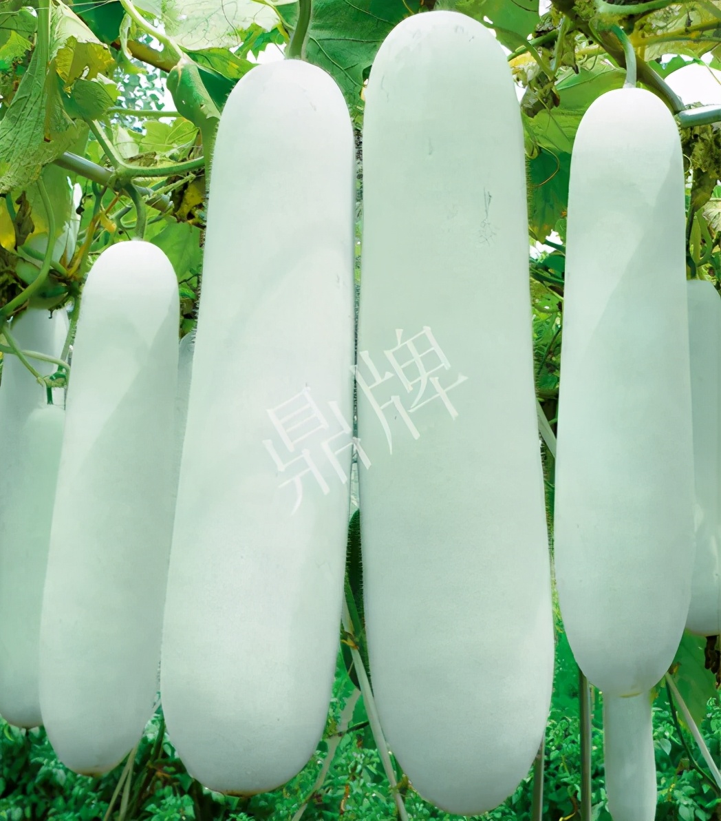 這個(gè)品種太優(yōu)秀了！耐儲(chǔ)耐運(yùn)，適合大面積種植，菜農(nóng)瓜販都喜歡