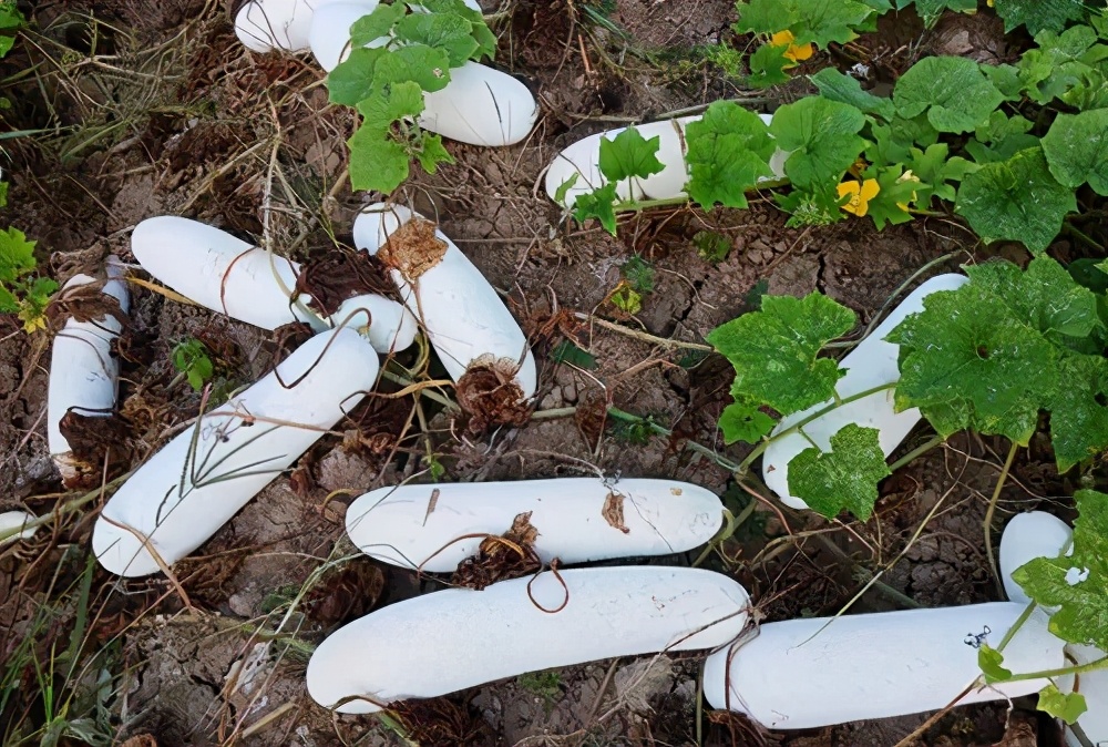 這個(gè)品種太優(yōu)秀了！耐儲(chǔ)耐運(yùn)，適合大面積種植，菜農(nóng)瓜販都喜歡