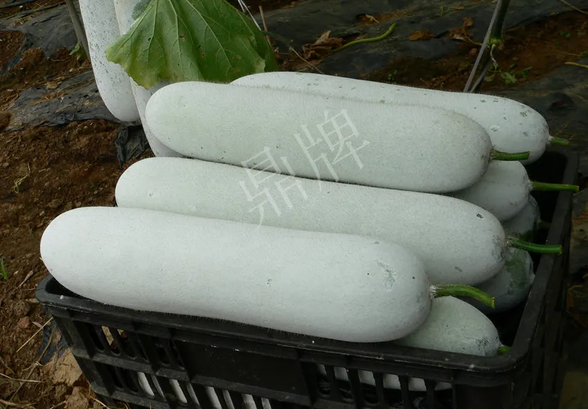 這個(gè)品種太優(yōu)秀了！耐儲(chǔ)耐運(yùn)，適合大面積種植，菜農(nóng)瓜販都喜歡