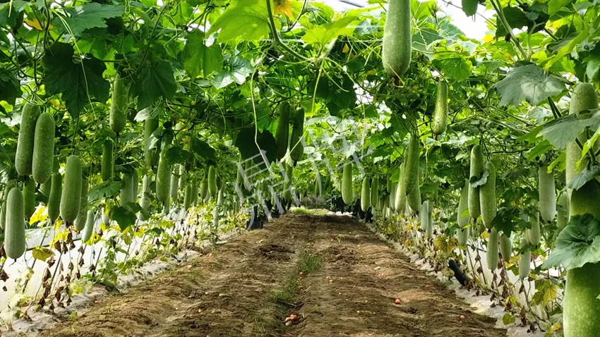 什么品種的冬瓜按個(gè)買？?jī)r(jià)格是同期黑皮冬瓜五倍